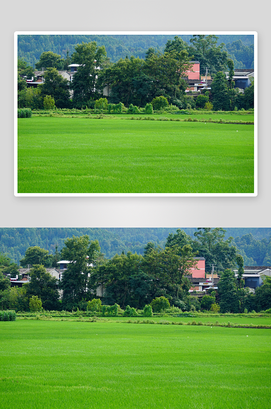 稻田稻穗美丽风景摄影图片
