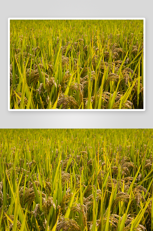 稻田稻穗美丽风景摄影图片