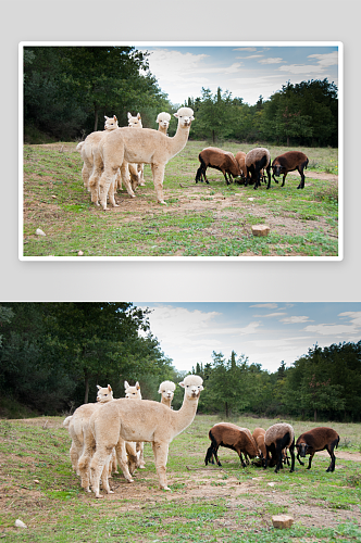 可爱风羊驼动物摄影图