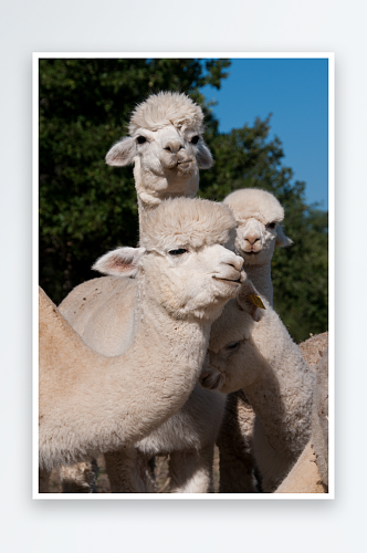 可爱羊驼动物摄影图