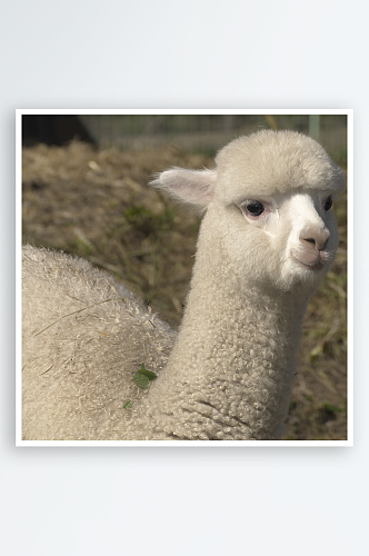 可爱羊驼动物摄影图