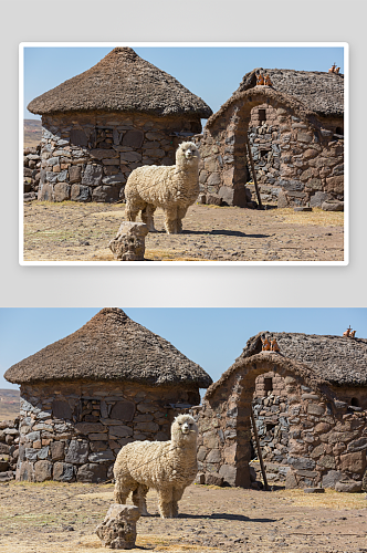 可爱风动物羊驼摄影图