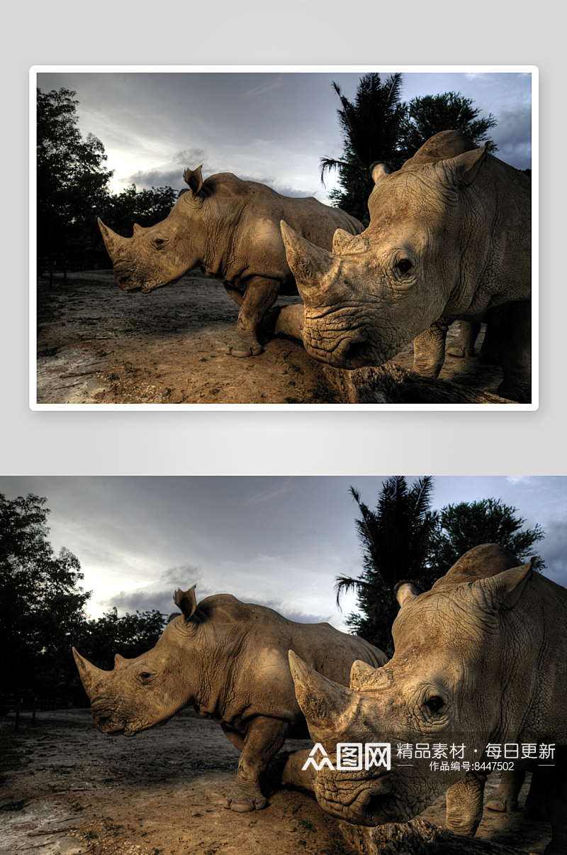 可爱风动物犀牛摄影图素材