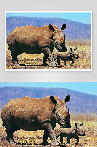 可爱风动物犀牛摄影图