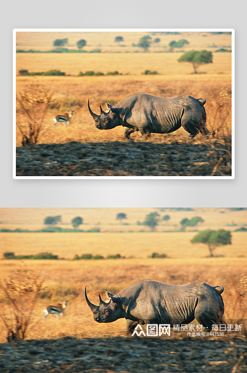 可爱风动物犀牛摄影图素材