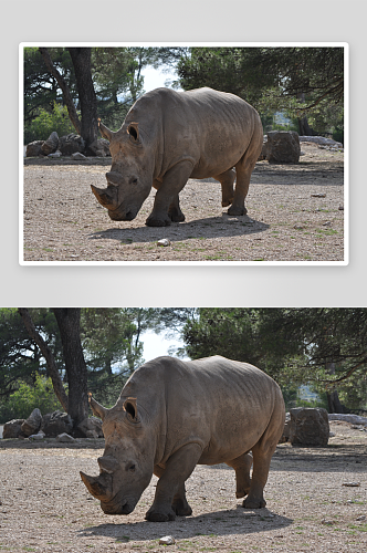 可爱动物犀牛摄影图
