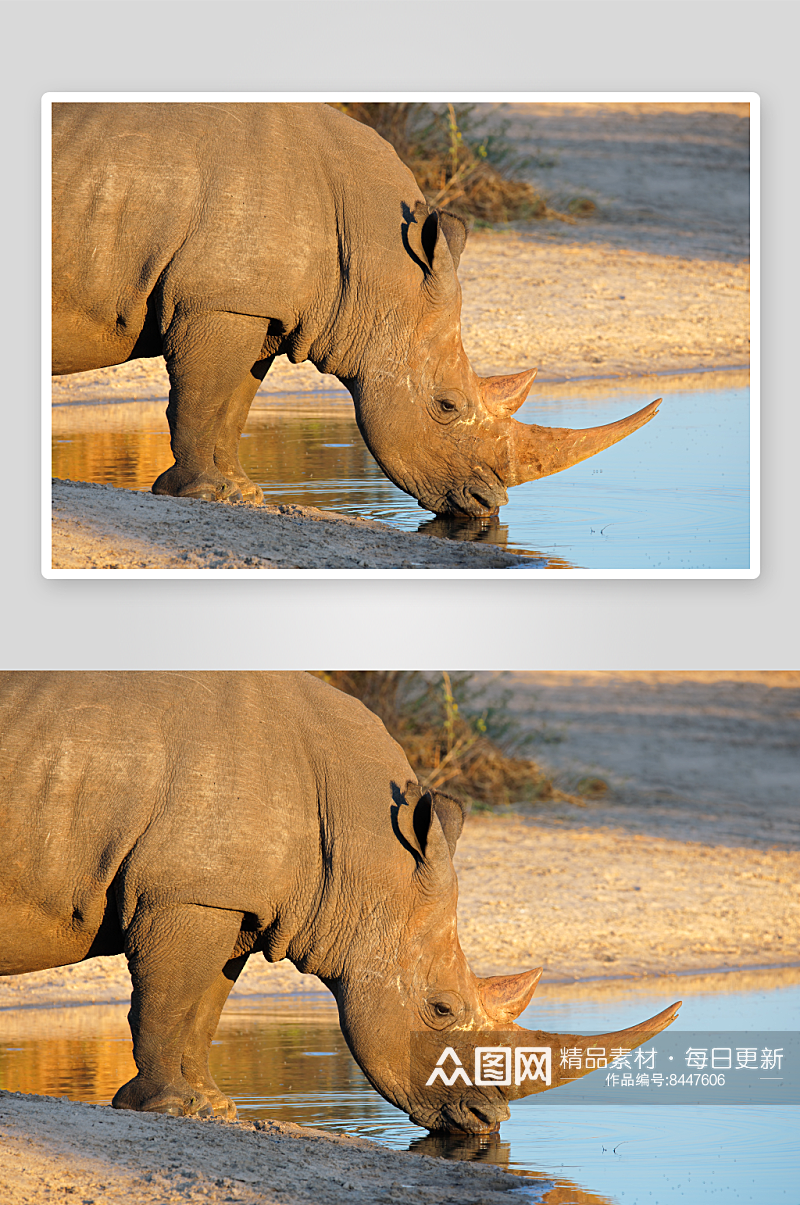 可爱动物犀牛摄影图素材