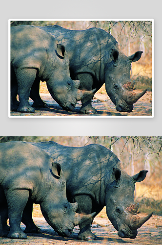 可爱动物犀牛摄影图