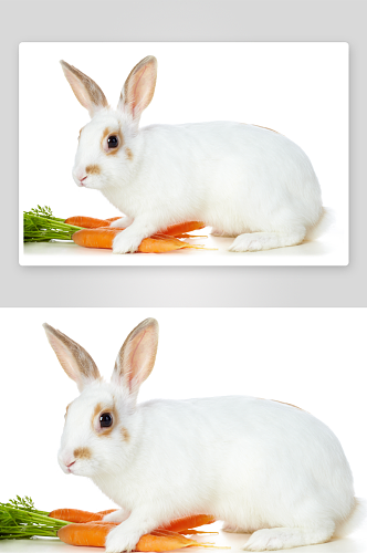 可爱动物兔子摄影图