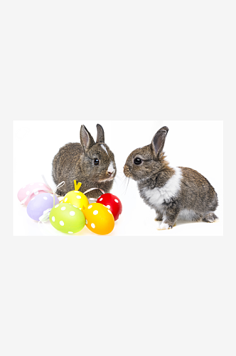 可爱动物兔子摄影图