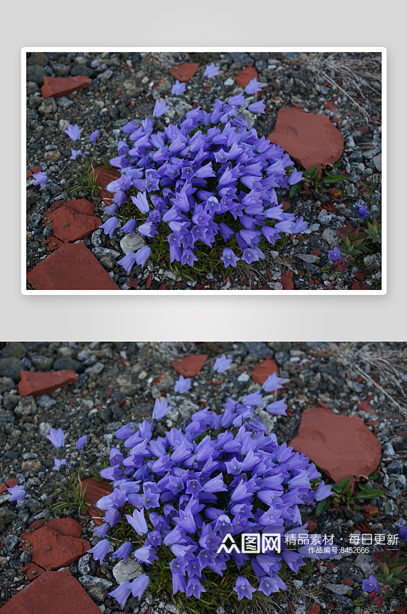 风铃草花卉摄影图片素材