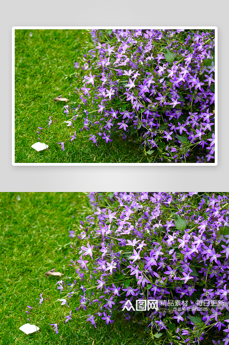 风铃草花卉摄影图片素材