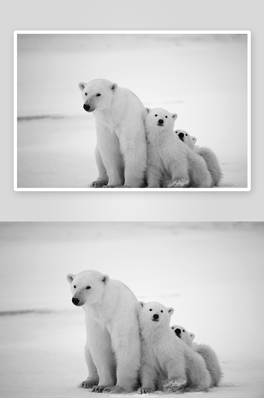 可爱北极熊动物摄影图