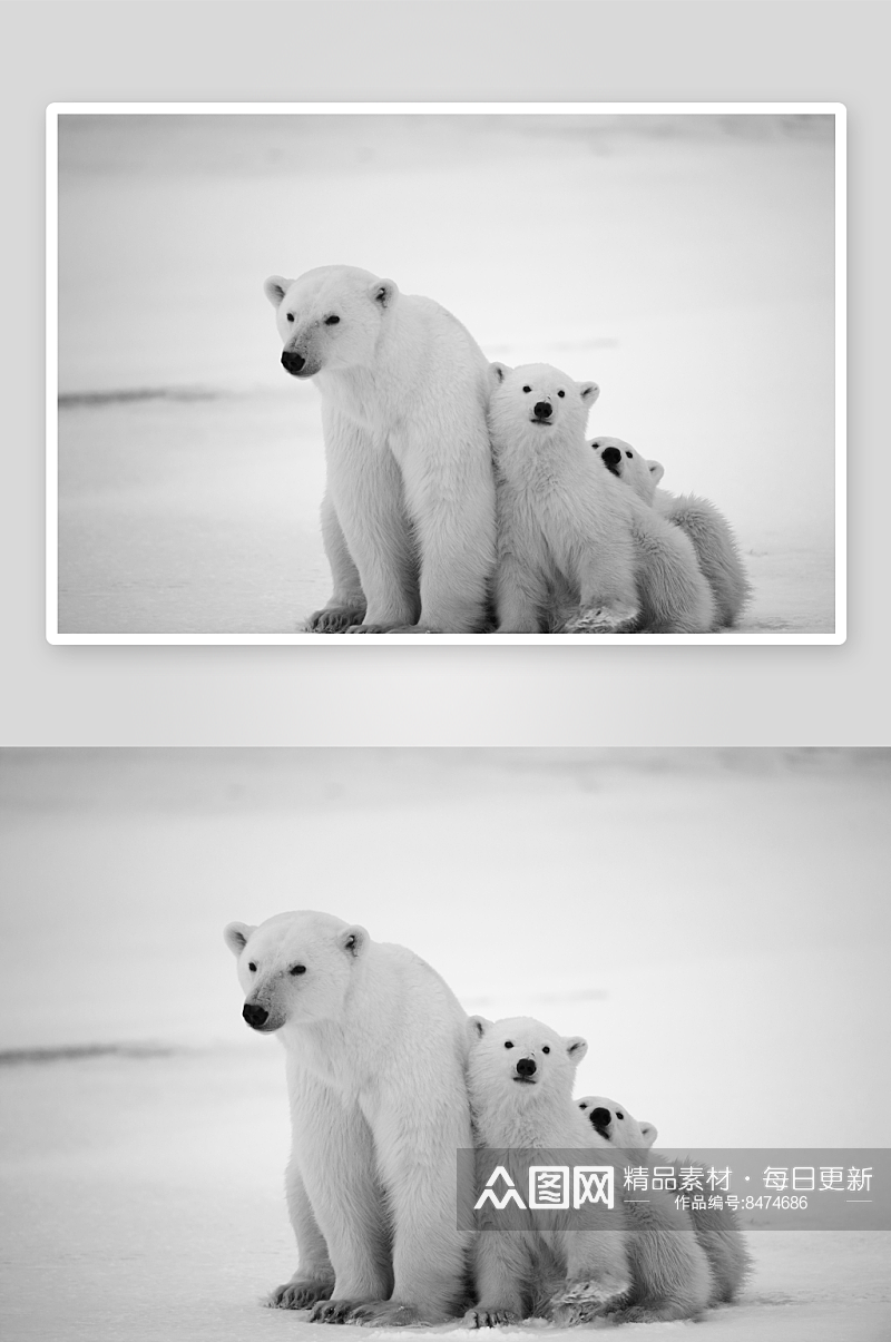 可爱北极熊动物摄影图素材