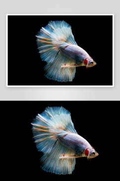 美丽斗鱼鱼类摄影图