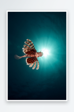 可爱斗鱼动物摄影图