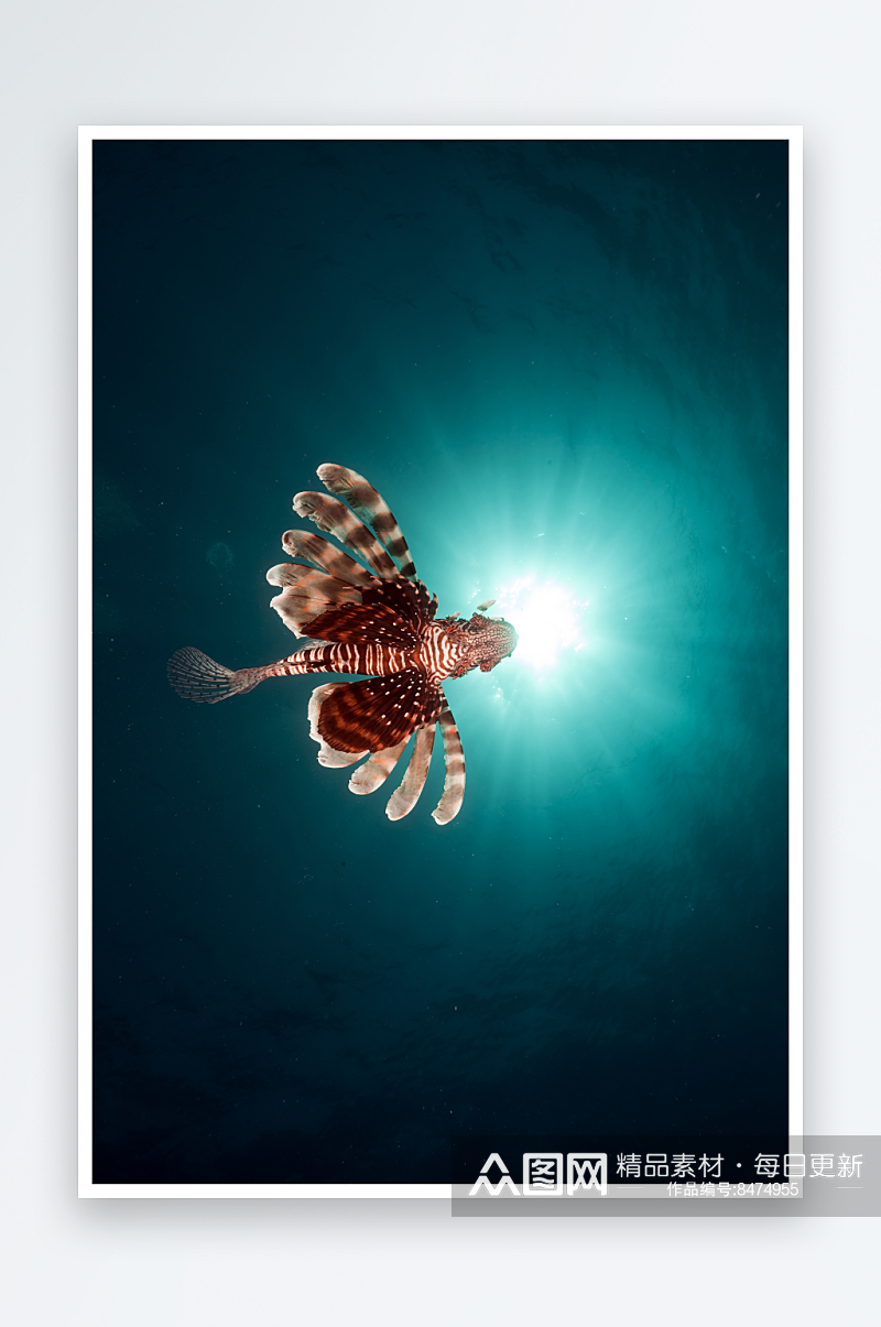 可爱斗鱼动物摄影图素材