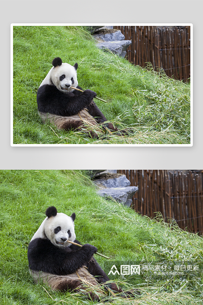 可爱大熊猫动物摄影图素材