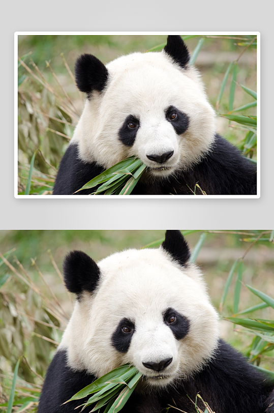 可爱大熊猫动物摄影图