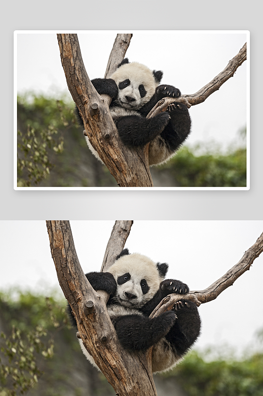 可爱大熊猫动物摄影图