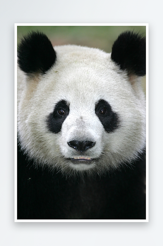 大熊猫可爱动物摄影图