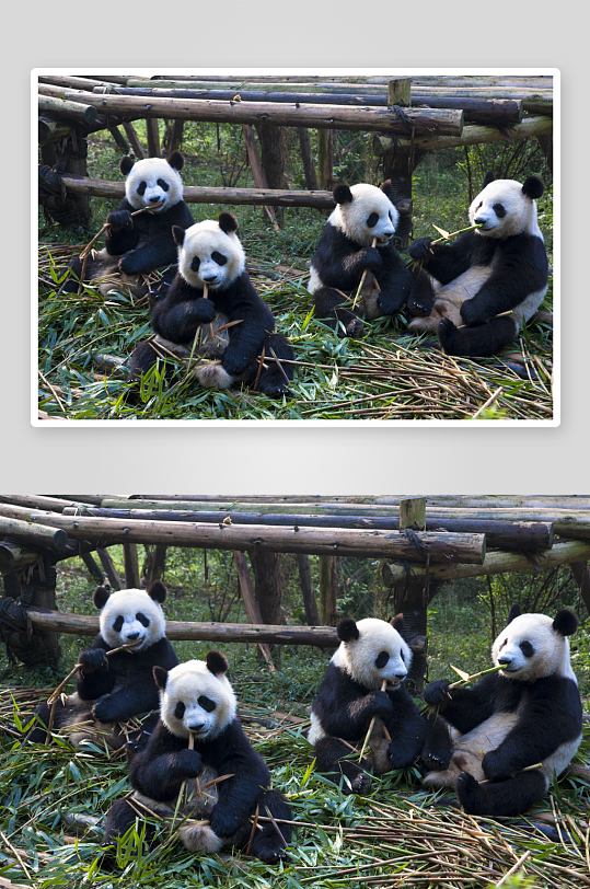 大熊猫可爱动物摄影图