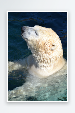 可爱北极熊摄影图片