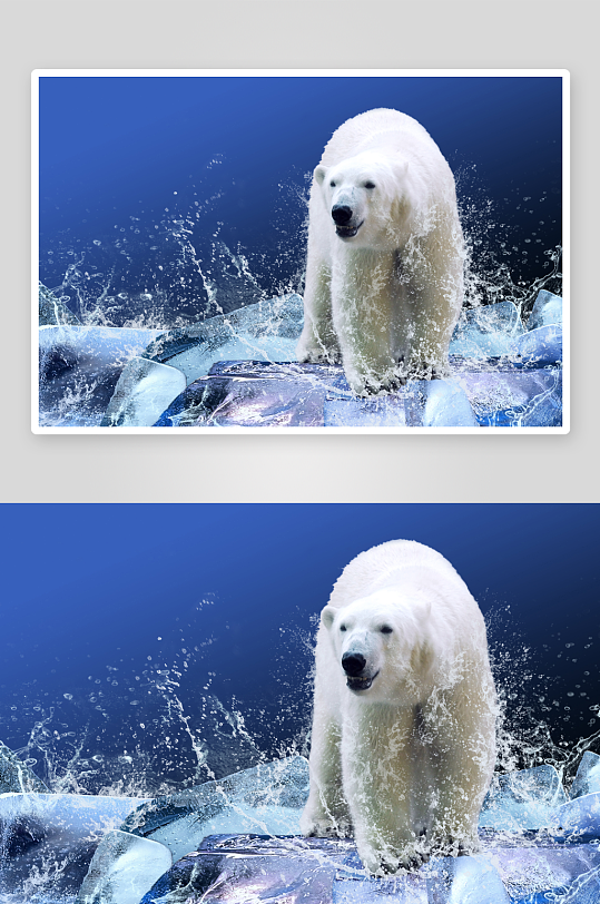 可爱北极熊摄影图