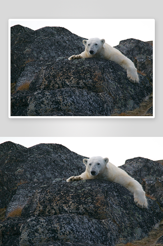 可爱北极熊摄影图