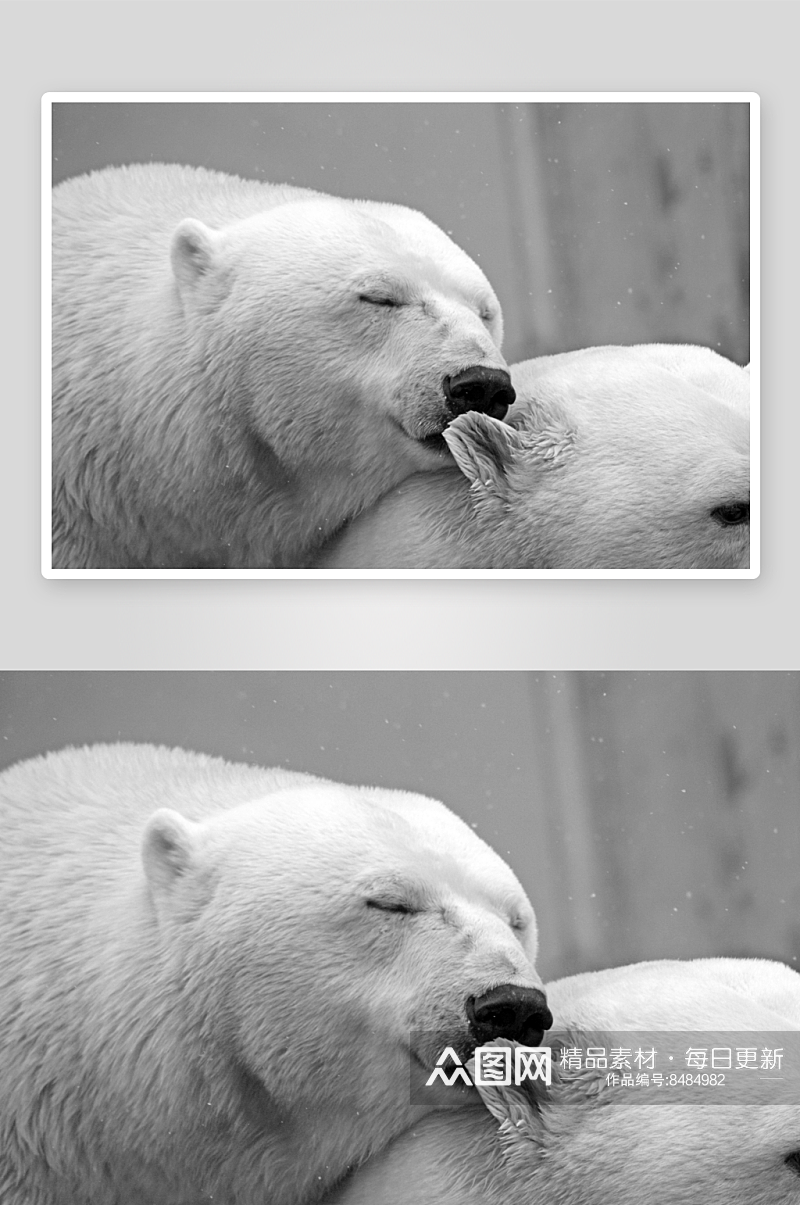 可爱北极熊摄影图片素材