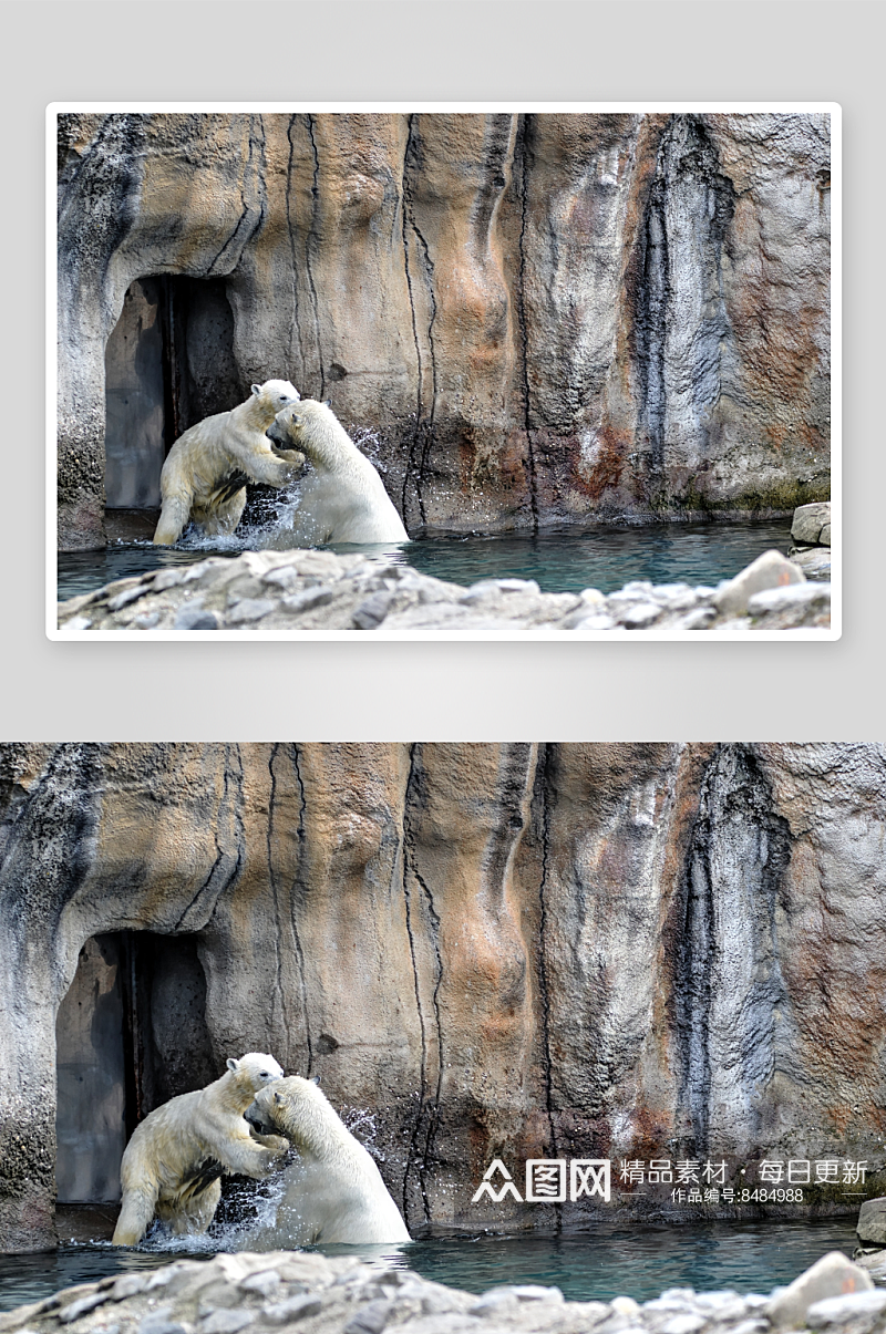 可爱北极熊摄影图片素材