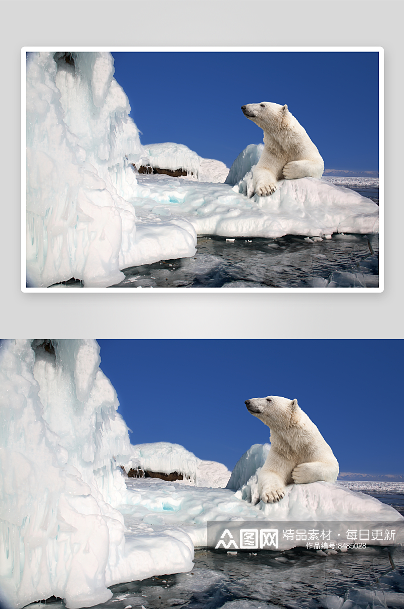 可爱北极熊摄影图素材