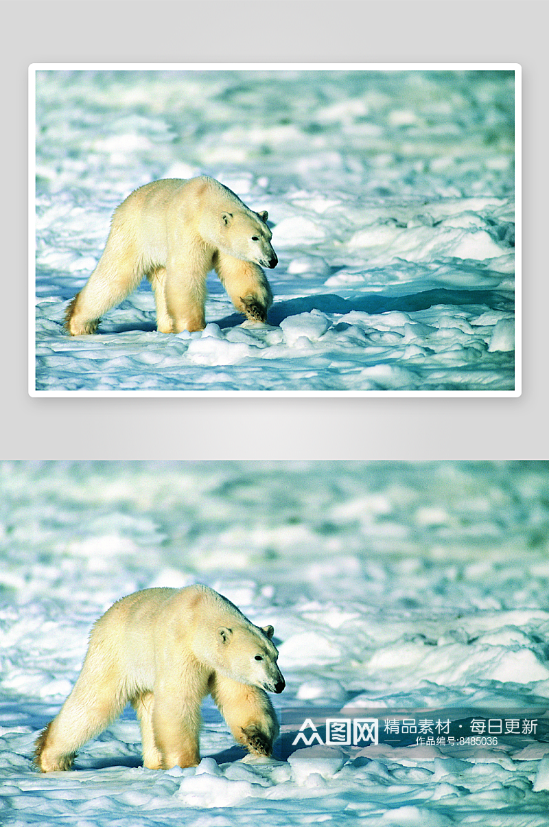 可爱北极熊摄影图素材