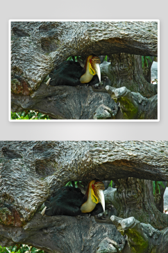 巨嘴鸟动物摄影图片