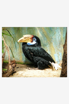 巨嘴鸟动物摄影图片