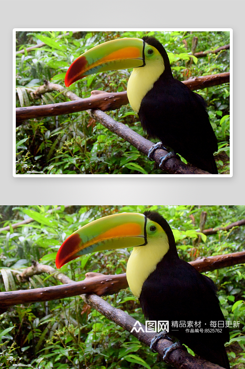巨嘴鸟动物摄影图片素材