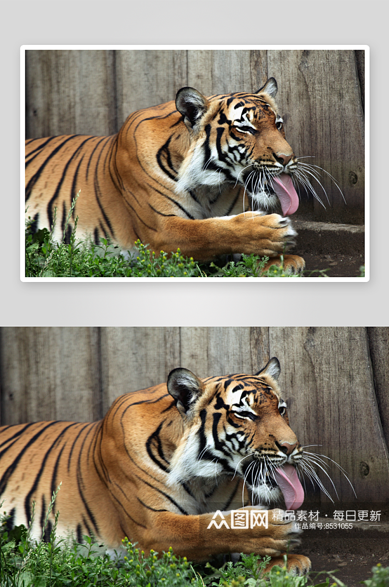 老虎野生动物摄影图素材