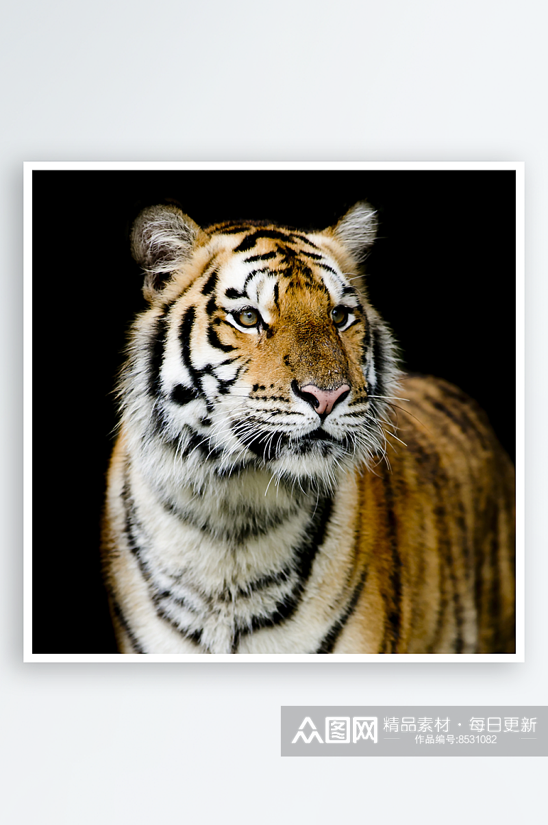 老虎野生动物摄影图素材