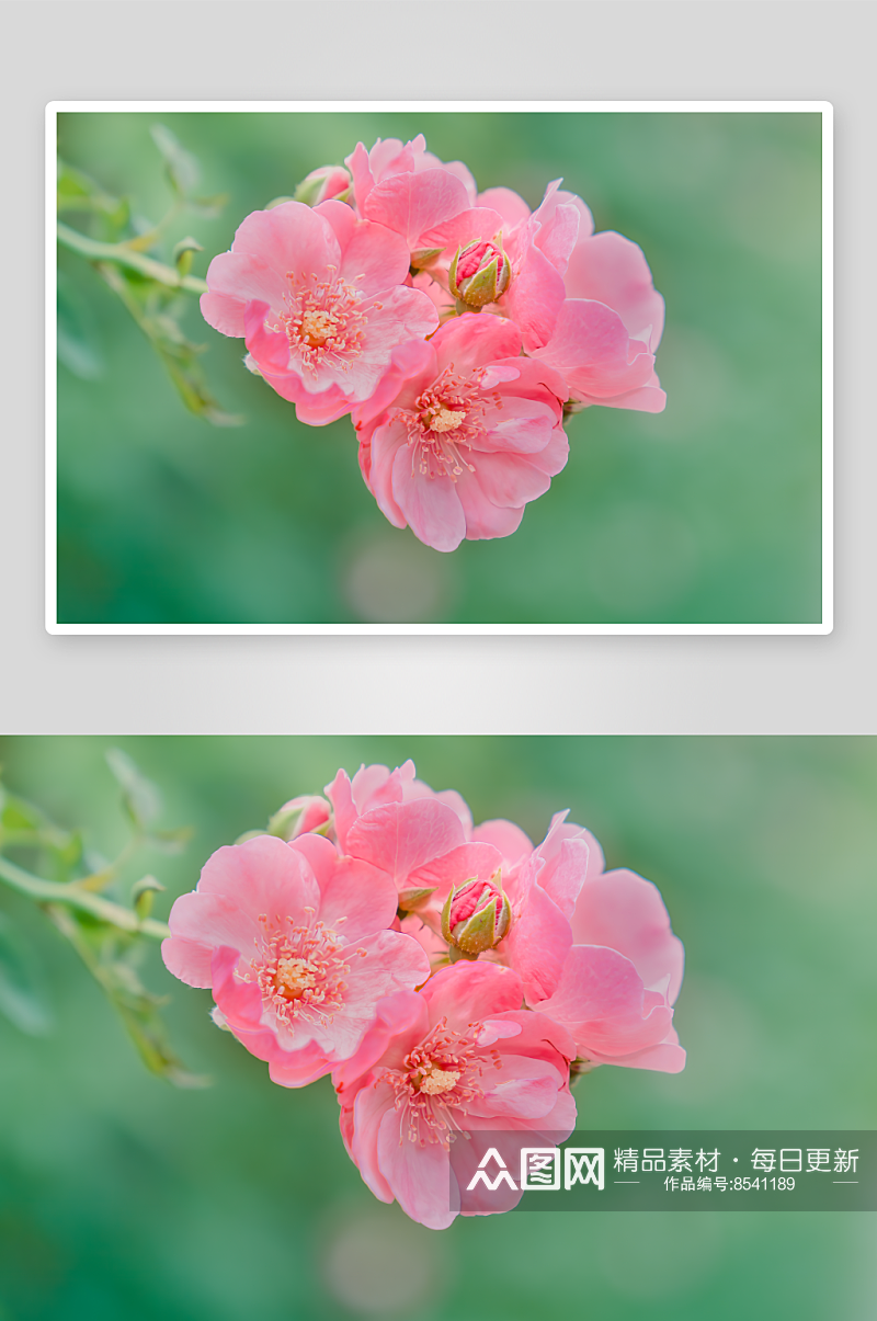 美丽蔷薇花花卉摄影图片素材