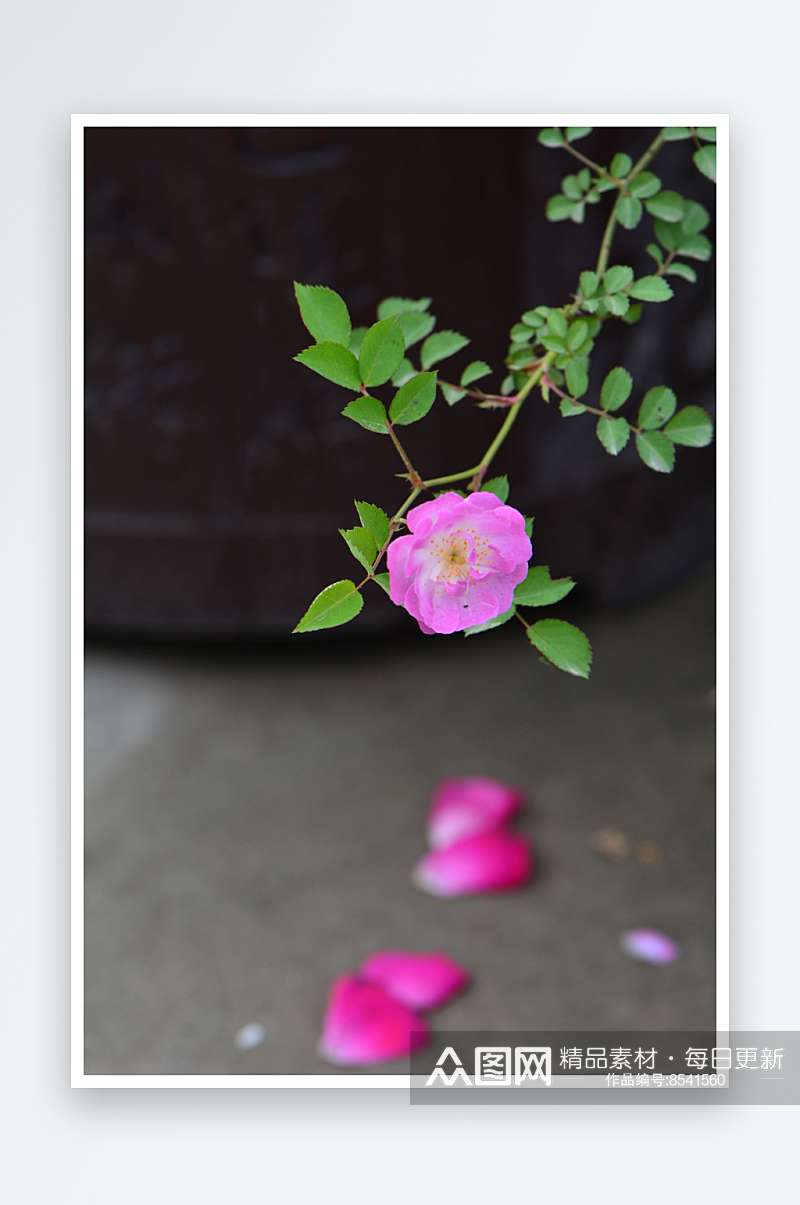 美丽蔷薇花花卉摄影图片素材