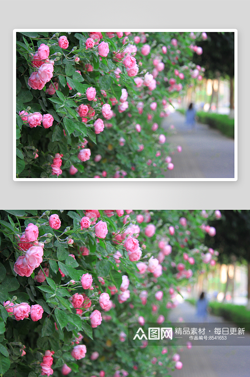 清香蔷薇花花卉摄影图片素材