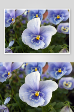 三色堇花卉摄影图
