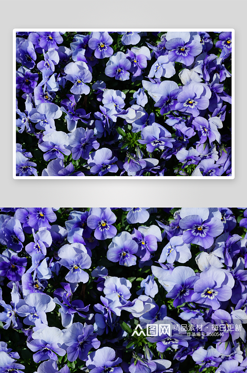 三色堇花卉摄影图素材