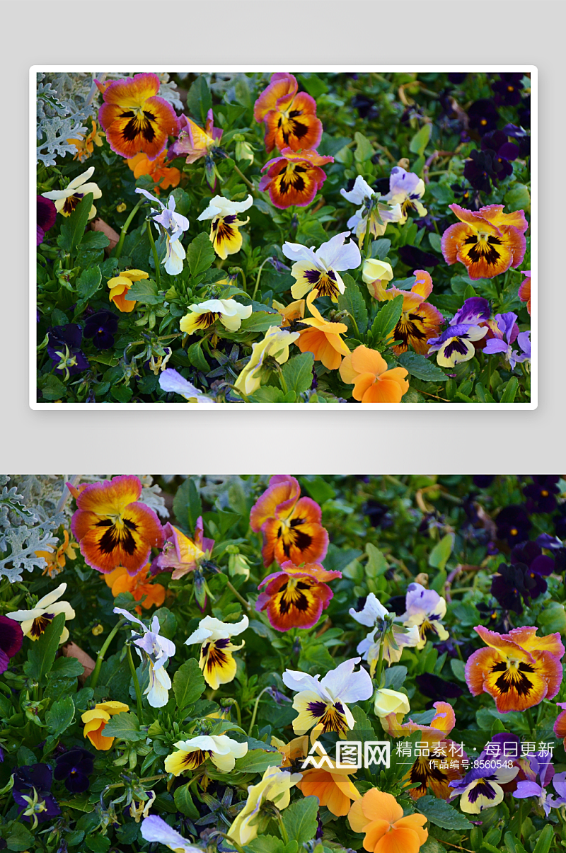 三色堇花卉摄影图素材