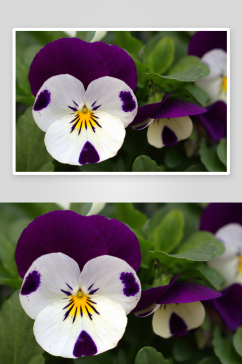 三色堇花卉摄影图