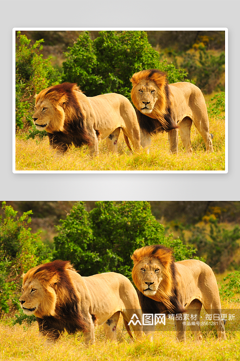 狮子可爱动物摄影图素材