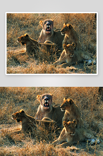 可爱狮子动物摄影图