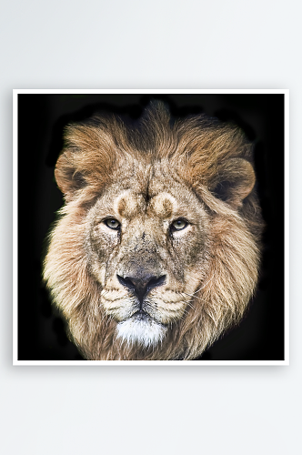 可爱狮子动物摄影图