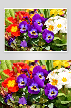 清香三色堇花卉摄影图片