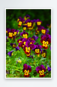 清香三色堇花卉摄影图片